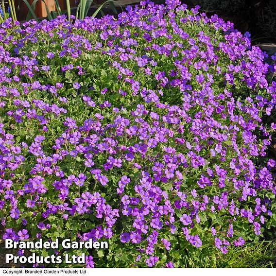 Aubrieta cultorum 'Cascade Purple' | Suttons