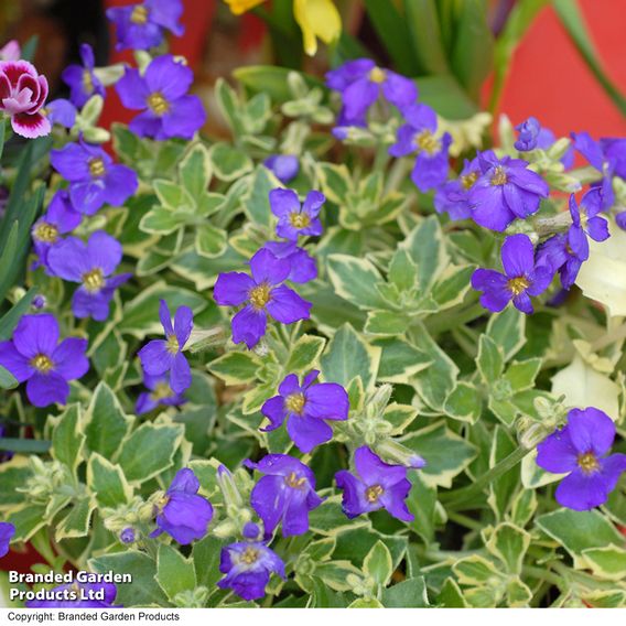 Aubrieta 'Dr. Mules Variegata'