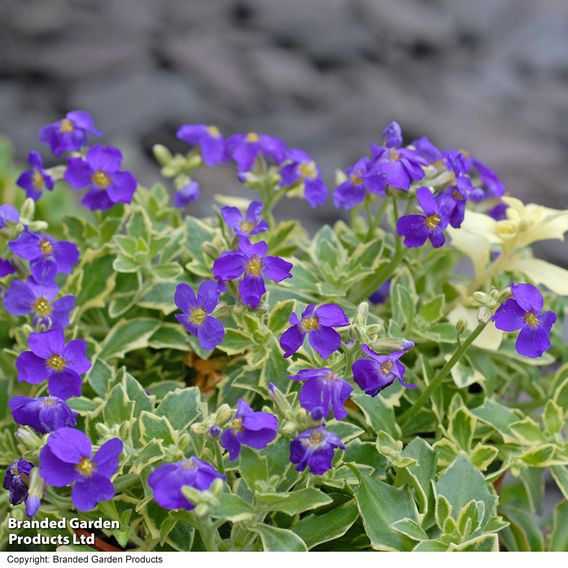 Aubrieta 'Dr. Mules Variegata'