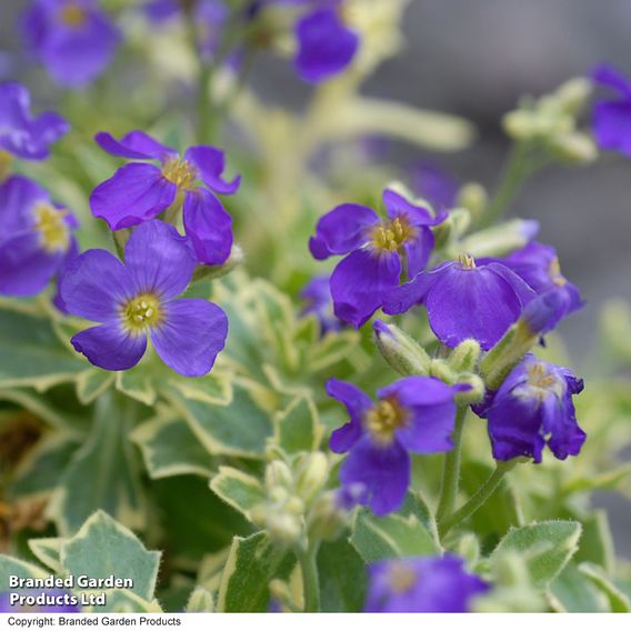 Aubrieta 'Dr. Mules Variegata'