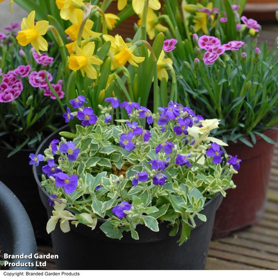 Aubrieta 'Dr. Mules Variegata'