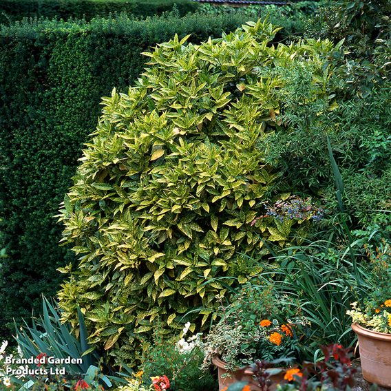 Aucuba japonica 'Crotonifolia'