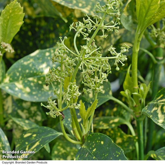 Aucuba japonica 'Crotonifolia'