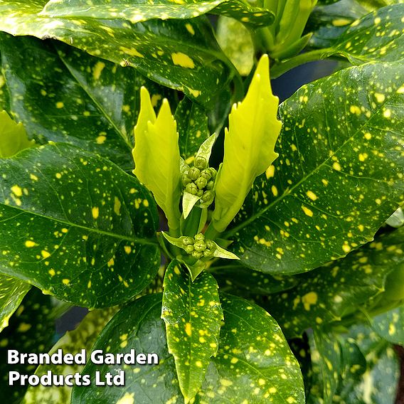 Aucuba japonica 'Variegata'