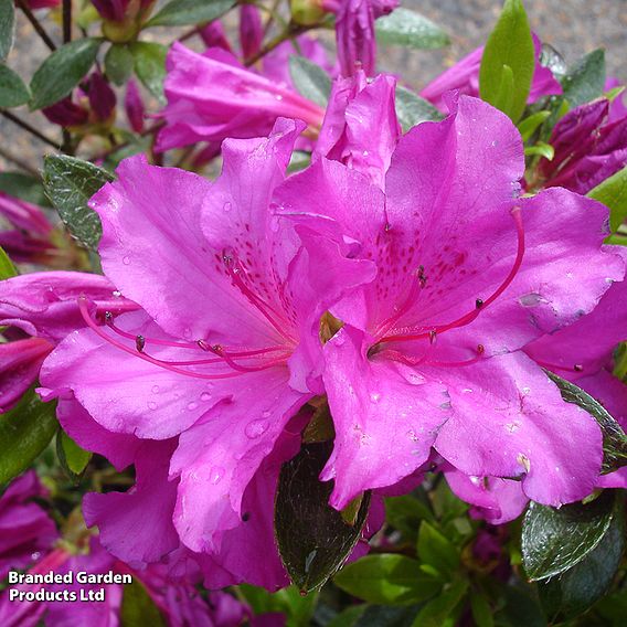 Rhododendron 'Blue Danube'