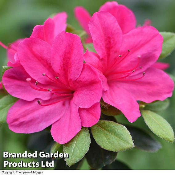 Azalea 'Dwarf Pink'