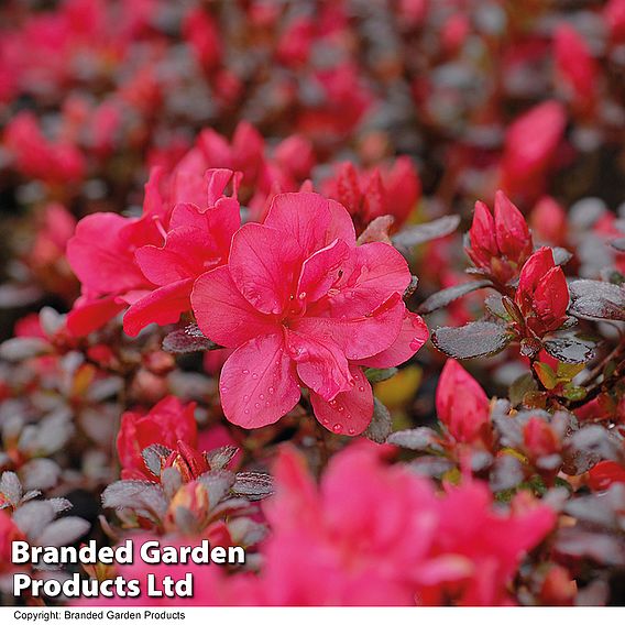 Azalea 'Dwarf Red'