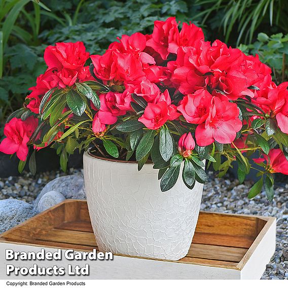 Azalea 'Dwarf Red'