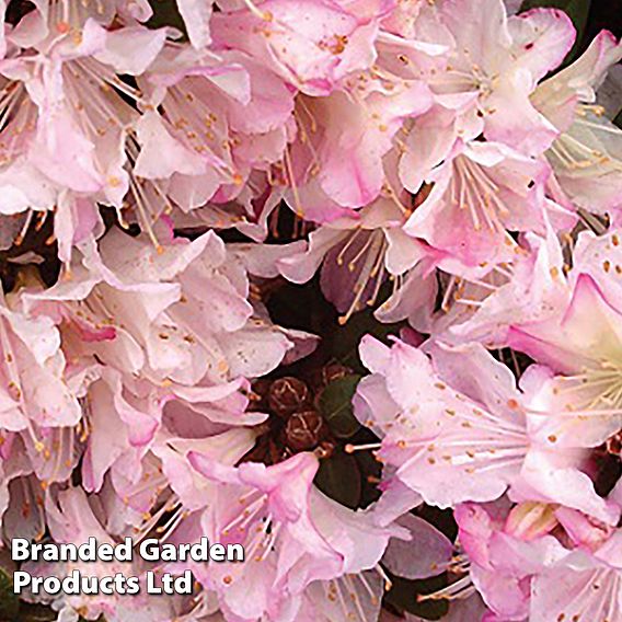 Rhododendron 'Ginny Gee'