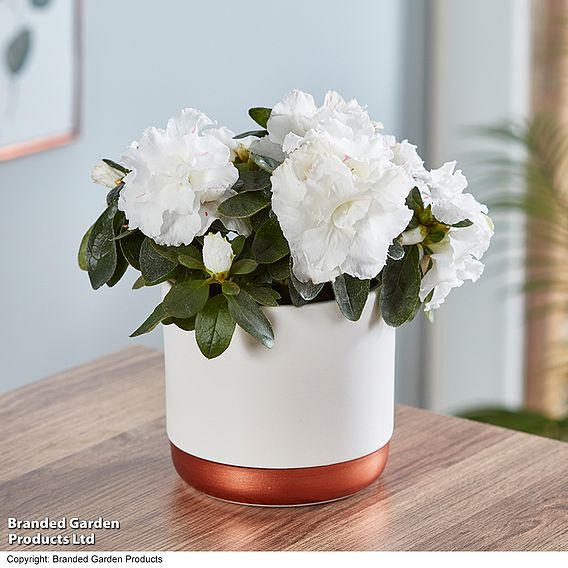 Azalea 'White-Flowered' - Gift