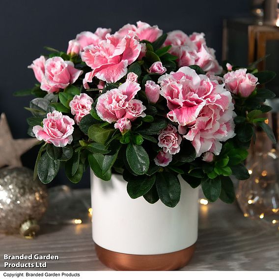 Azalea 'Pink & White Bicolour' - Gift