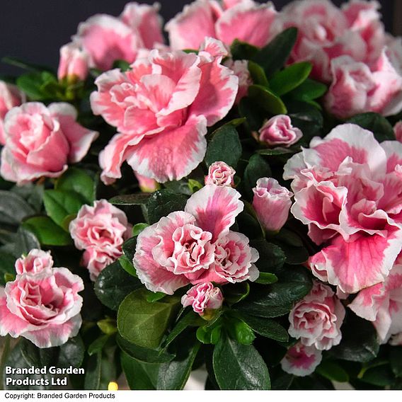 Azalea 'Pink & White Bicolour' - Gift