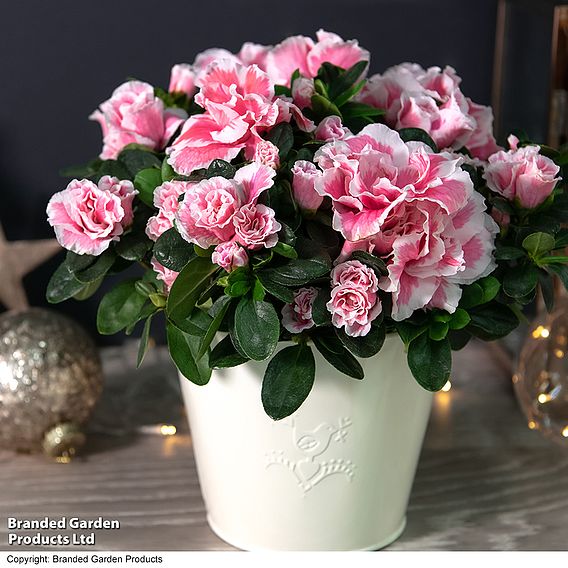 Azalea 'Pink & White Bicolour' - Gift