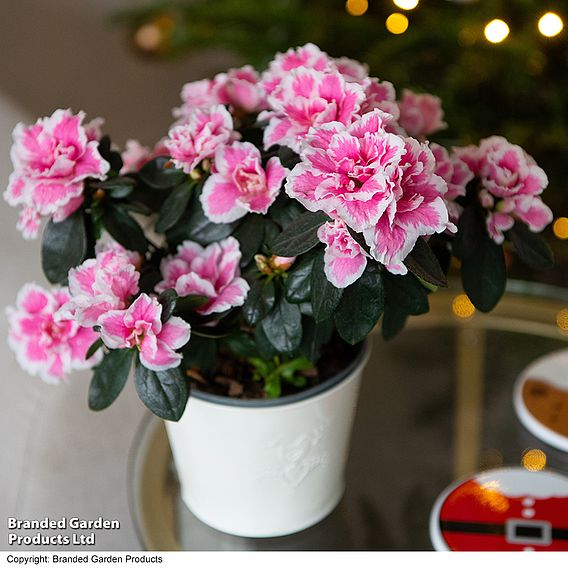 Azalea 'Pink & White Bicolour' - Gift