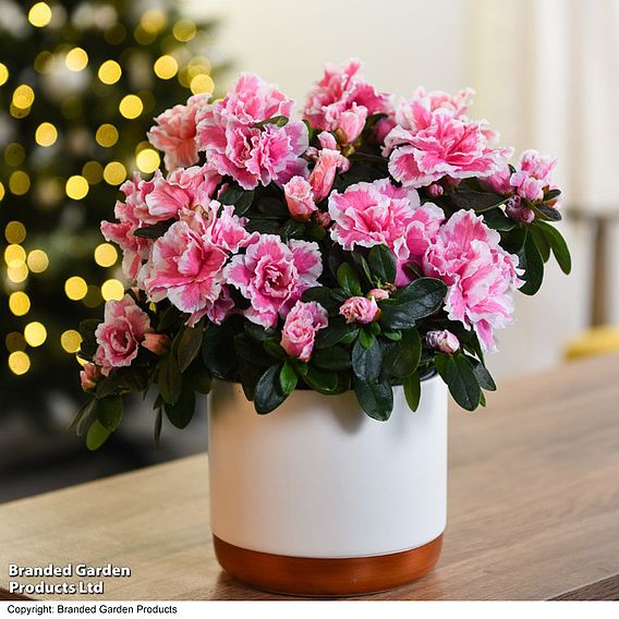 Azalea 'Pink & White Bicolour' - Gift