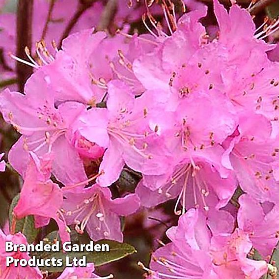 Rhododendron 'Pintail'