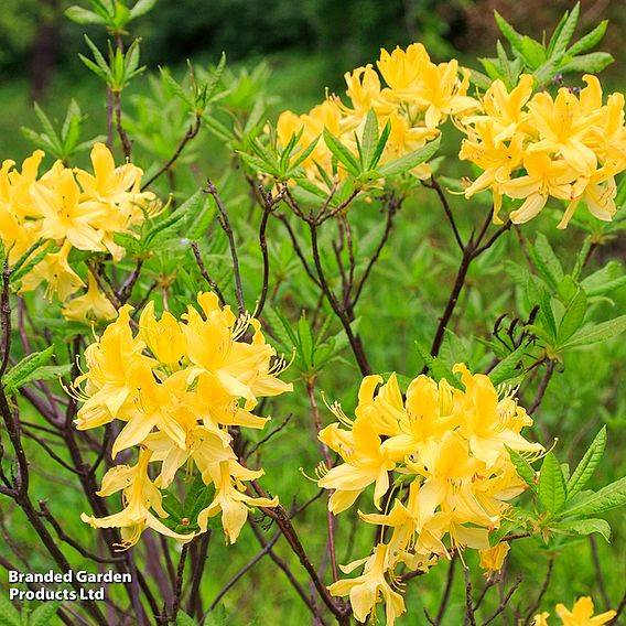 Rhododendron luteum