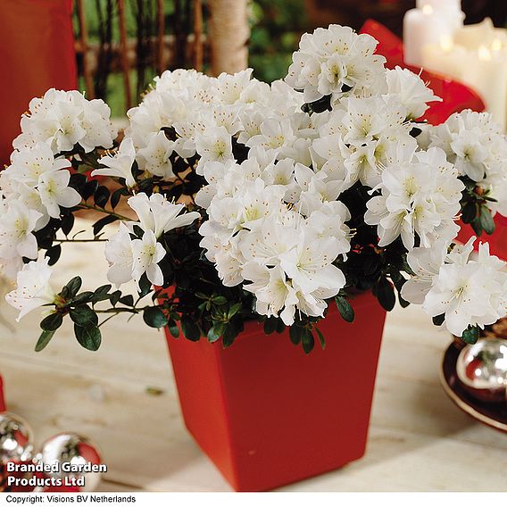 Azalea 'White-Flowered' - Gift