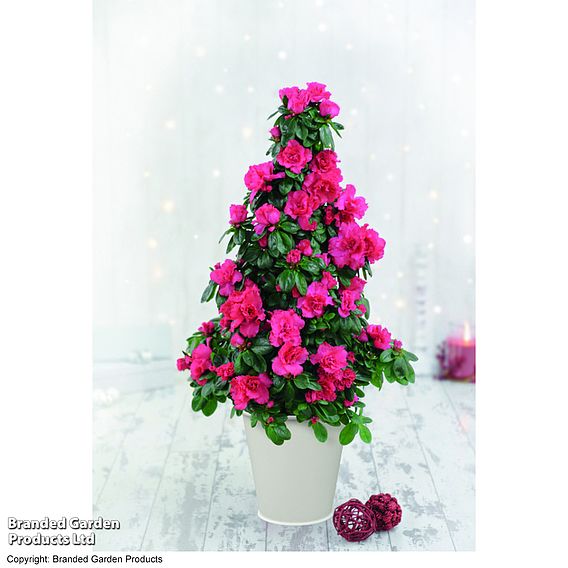 Azalea Pyramid Tree - Gift