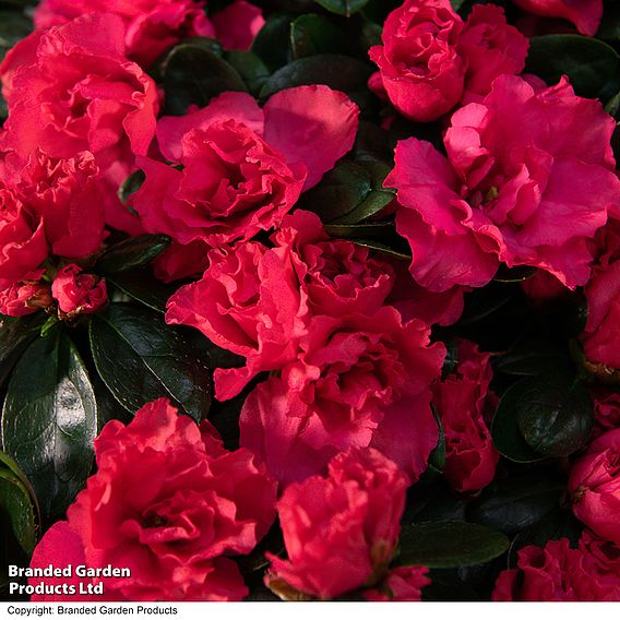 Azalea Pyramid Tree - Gift