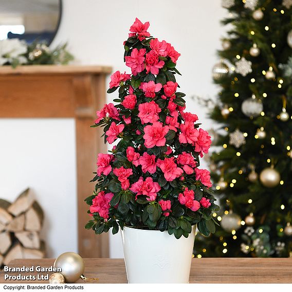 Azalea Pyramid Tree - Gift