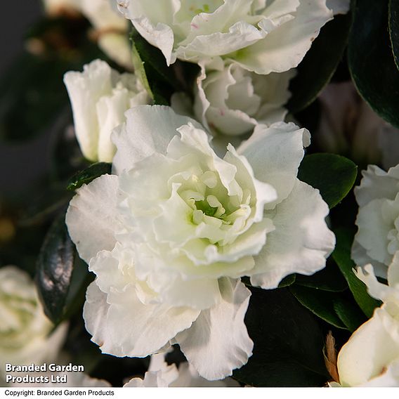 Azalea Pyramid Tree - Gift