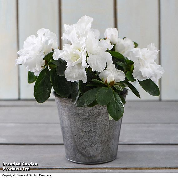 Azalea 'White-Flowered' - Gift