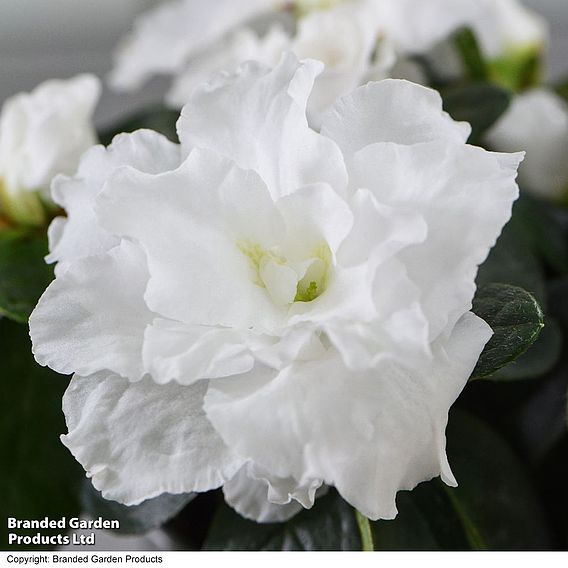 Azalea 'White-Flowered' - Gift