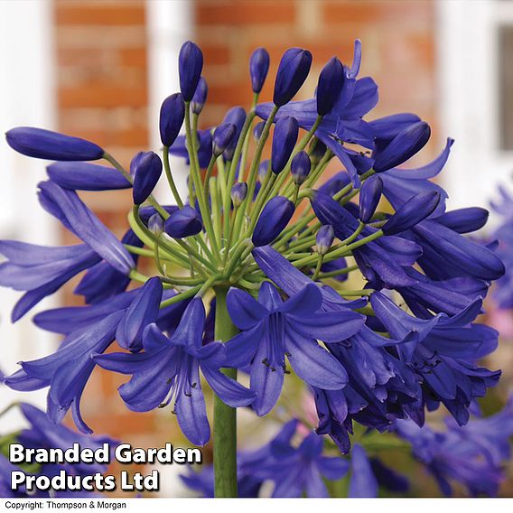 Agapanthus Duo Collection