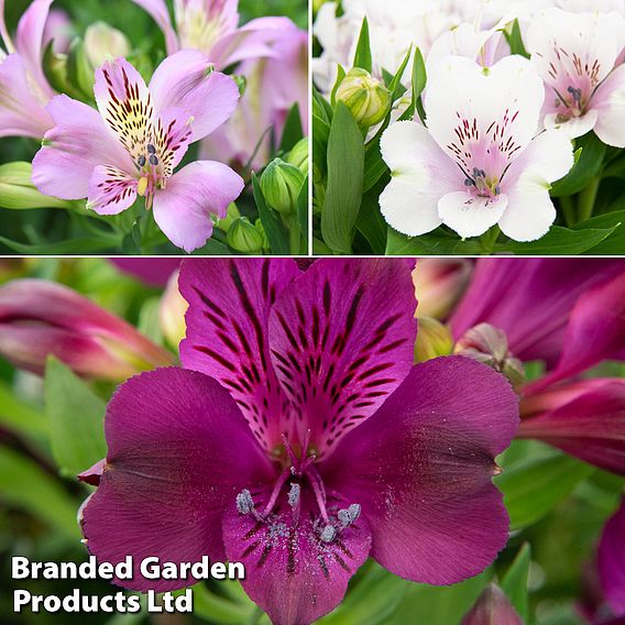 Alstroemeria inticancha 'Purple Passion Collection'