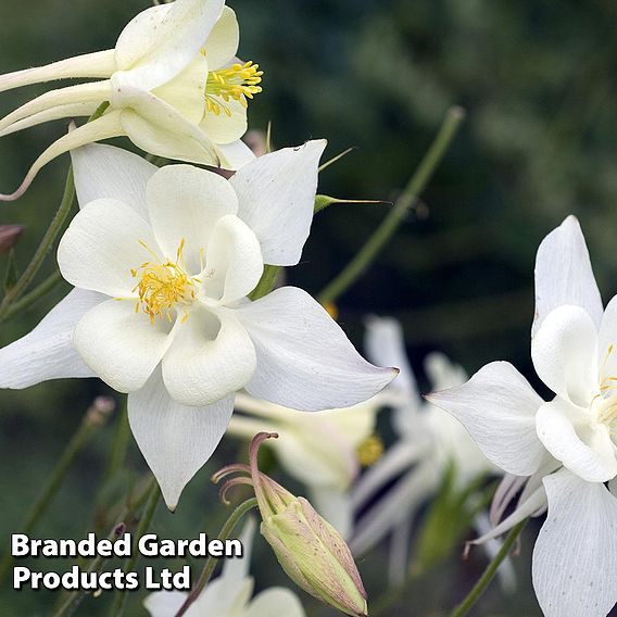 Aquilegia 'White Star'