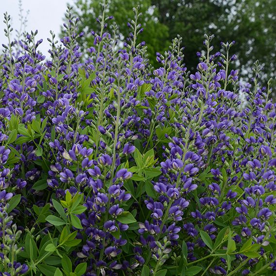 Baptisia 'Decadence Blueberry Sundae'