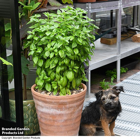 Basil 'Everleaf Emerald Towers' - Seeds