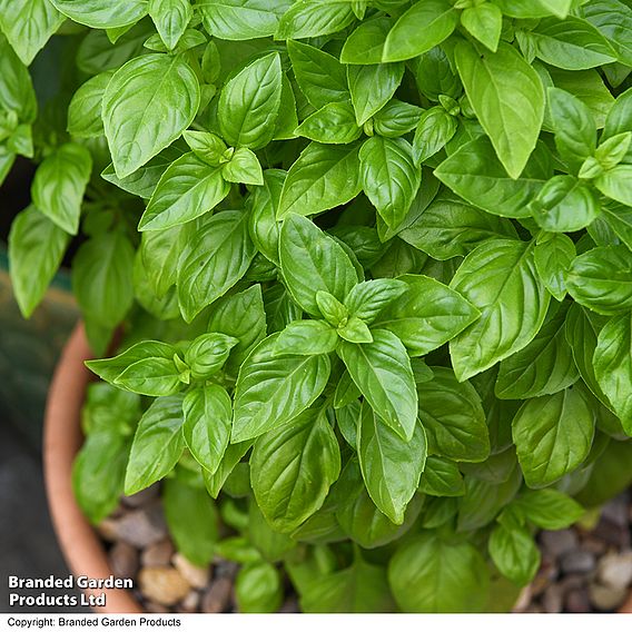 Basil 'Everleaf Emerald Towers' - Seeds