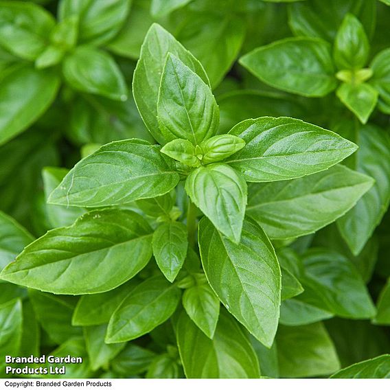 Basil 'Everleaf Emerald Towers' - Seeds