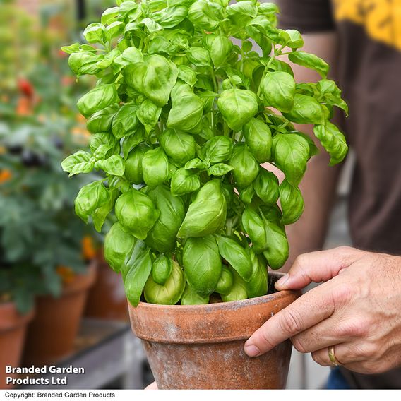 Herb 'Basil Genovese' (Organic) - Seeds