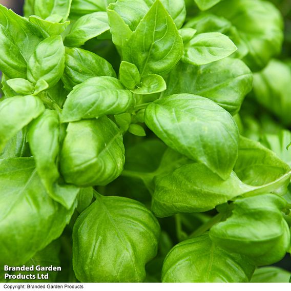 Herb 'Basil Genovese' (Organic) - Seeds