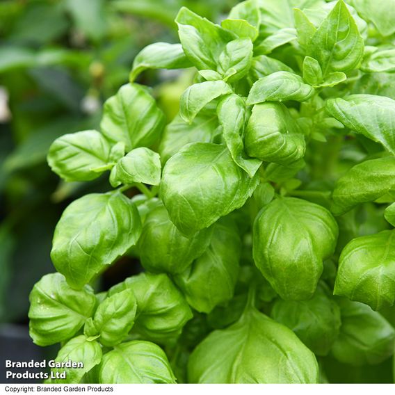 Herb 'Basil Genovese' (Organic) - Seeds