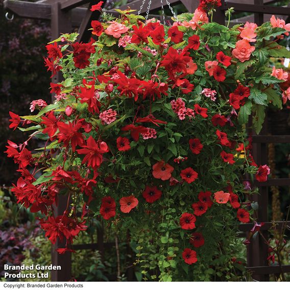 BloomAround Hanging Basket