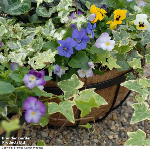 Garden Grow Hanging Basket & Liner