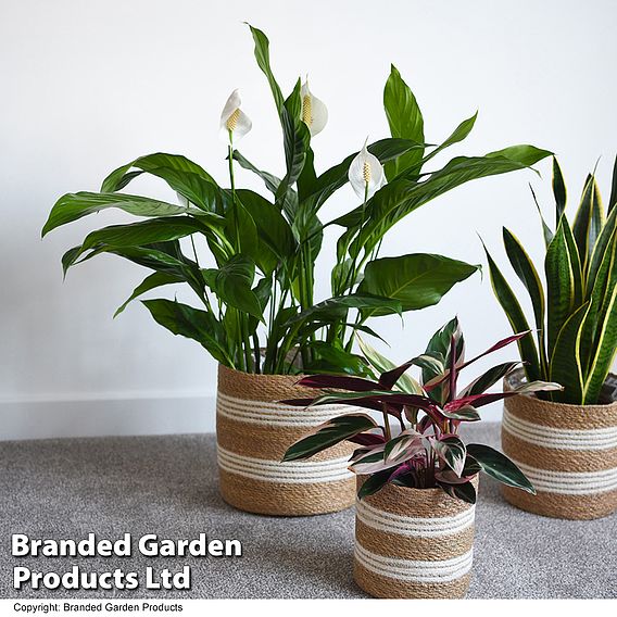 Natural Seagrass + Jute Planter Basket