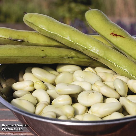 Broad Bean 'Aquadulce Claudia' - Seeds