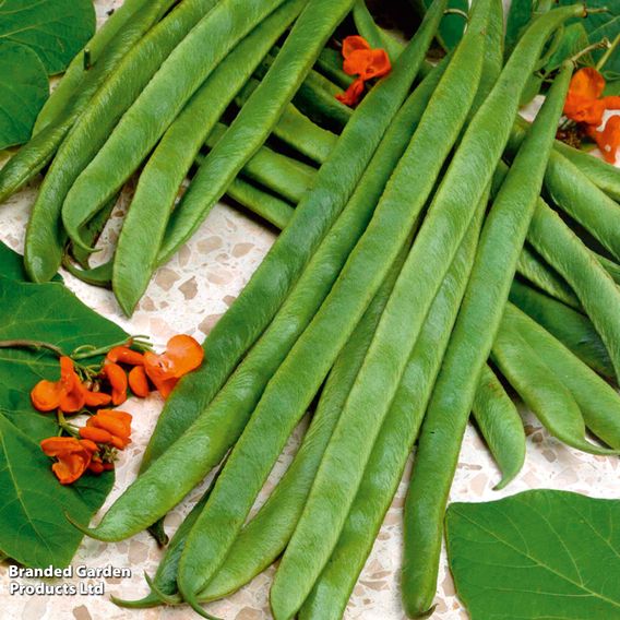 Runner Bean 'Armstrong' - Seeds