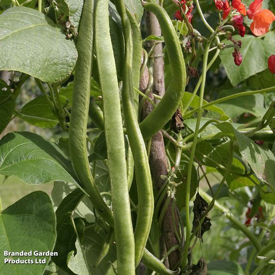 Runner Bean 'Armstrong' - Seeds