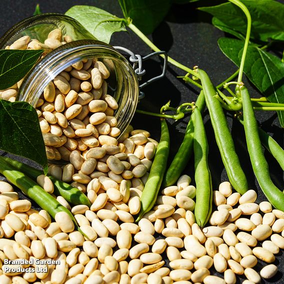 Climbing French Bean 'Blue Lake' - Seeds