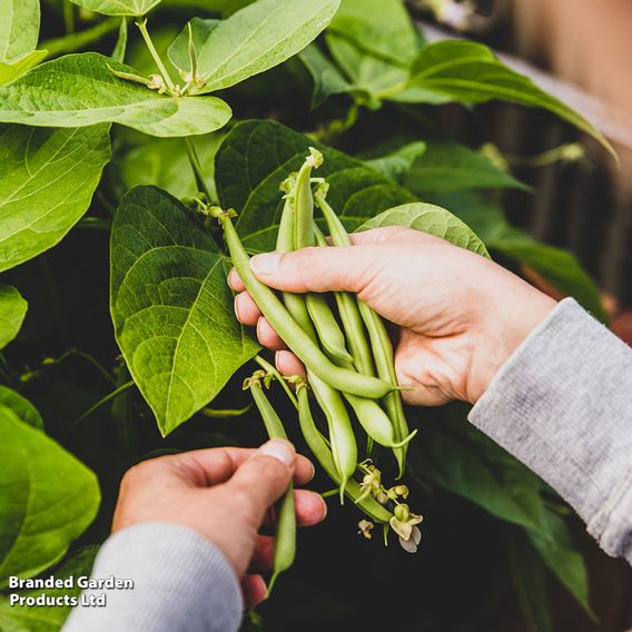 Climbing French Bean 'Blue Lake' - Seeds