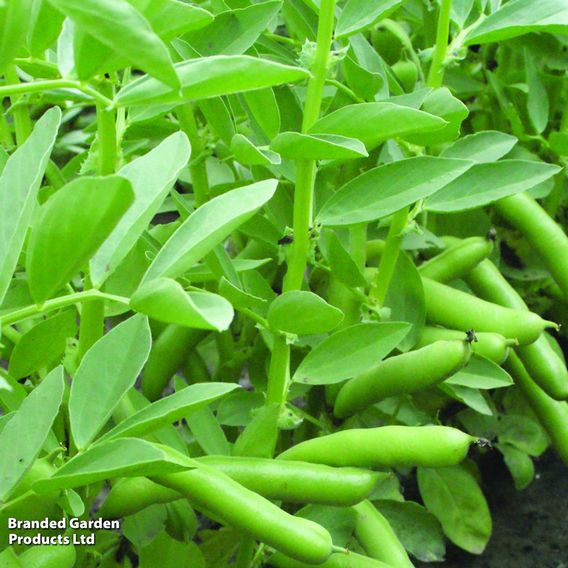 Broad Bean 'De Monica' - Seeds