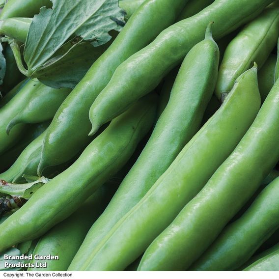 Broad Bean 'Express' - Seeds