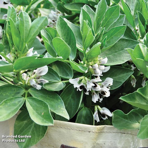 Broad Bean 'Robin Hood' - Seeds