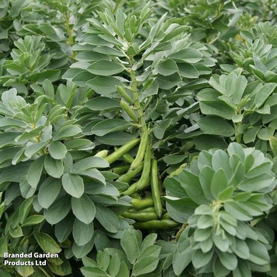 Broad Bean 'Robin Hood' - Seeds